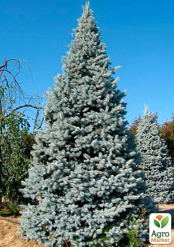 Ель колючая голубая "Santa Fe" (горшок P9) - фото 5