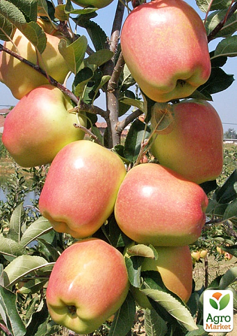 Яблуня "Голд Чіф" (великоплідний сорт, зимовий сорт, середній термін дозрівання) 
