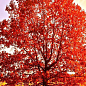 Дуб ярко-красный "Quercus rubra" (устойчив к вредителям и болезням) высота 20-50см
