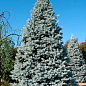 Ель колючая голубая "Santa Fe" (горшок P9)