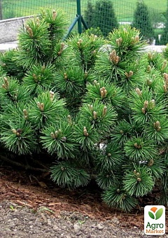 Сосна Кримська (Pinus pallasiana) вазон Р91