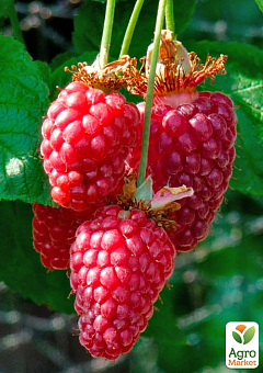 LMTD Ежемалина "Tayberry" (сортовая, укорененная)29