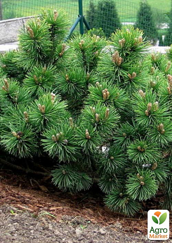 Сосна Крымская (Pinus pallasiana) вазон Р9