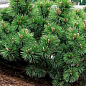 Сосна Кримська (Pinus pallasiana) вазон Р9