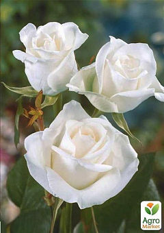 Троянда чайно-гібридна "Уайт Симфоні" (саджанець класу АА +) вищий сорт1