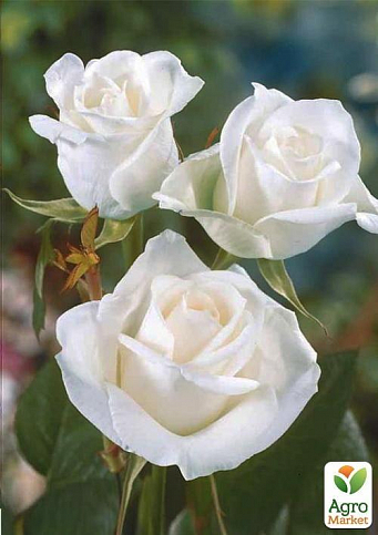 Троянда чайно-гібридна "Уайт Симфоні" (саджанець класу АА +) вищий сорт