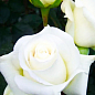 Роза чайно-гибридная "Поло" (саженец класса АА+) высший сорт