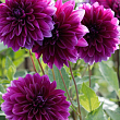 Георгина "Go Go Purple"