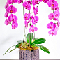 Орхідея (Phalaenopsis) "Cascade Lilac"