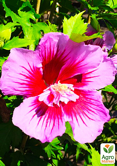 Гібіскус сирійський напівмахровий "Flower Tower Purple"4