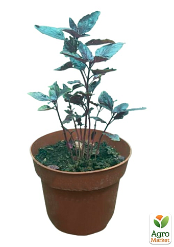 Базилік кущовий "Єреванський" (ароматний, високодекоративний кущ) - фото 6