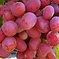 Виноград "Анюта" (середньо-пізній термін дозрівання, ягоди не пошкоджуються осами)