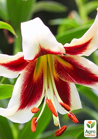 Лилия "Beverly Dreams" (Гигантский цветок) - фото 6