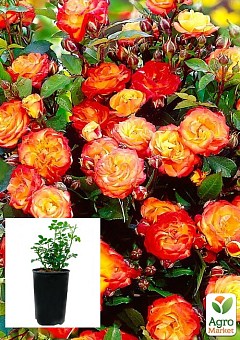 Троянда в контейнері плетиста "Rumba" (саджанець класу АА+)1