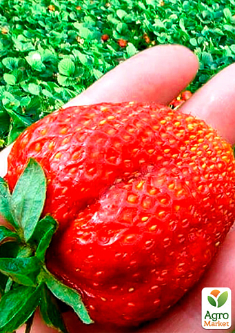 Полуниця "Гігантелла" MAXI " (середньо-пізній термін дозрівання, великоплідний сорт) - фото 6