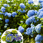 LMTD Гортензия крупнолистная цветущая 2-х летняя "Early Blue" (20-30см)