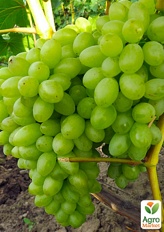 Виноград крпноплодный "Тянь-Шань" (премиальный устойчивый сорт)NEW2