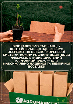 Бузок білий махровий "Міс Елен Вілмонт"10