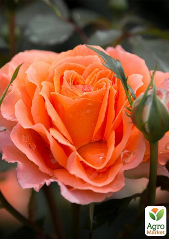 Троянда грунтопокривна "Bessy" (саджанець класу АА +) вищий сорт