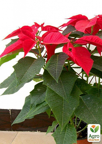 Эуфорбия "Сладкий сон" (Euphorbia pulc. Christmas Feelings)  дм 10 см выс. 18 см
