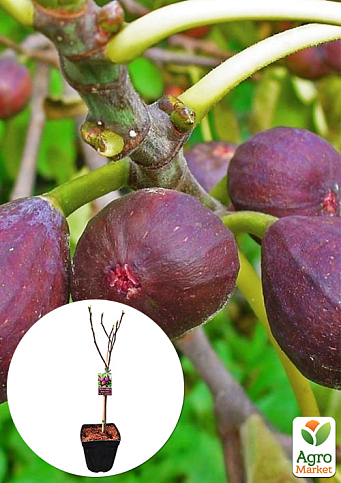 LMTD Інжир 3-річний щеплений "Carica" (висота 80-100см)