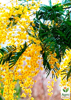 Мімоза (Acacia Dealbata) вазон Р913
