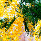 Мимоза (Acacia Dealbata) вазон Р9 цена
