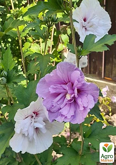 Гібіскус сирійський "China Chiffon" С2, висота 20-40 см9