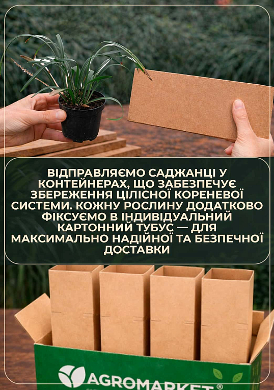 Ліріопе "Monroe White" вазон С2, висота 20-40см