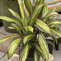 LMTD Кордилина "Kiwi" (высота 35-45см) вазон 12