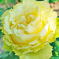 Роза чайно-гибридная "Лимонад" (саженец класса АА+) высший сорт