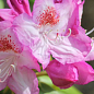 Рододендрон гібридний вічнозелений "Казимир Одновічел" (Kazimierz Odnowiciel)