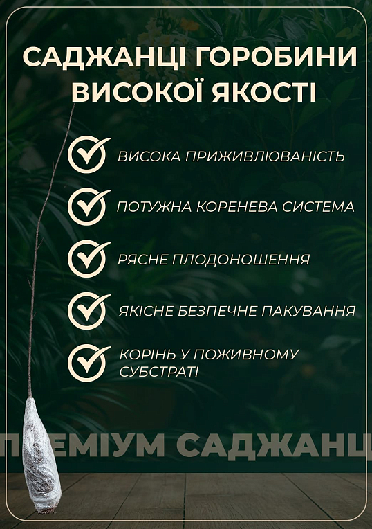 Горобина "Гранатна" - фото 2