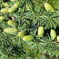 Кедр Атласский (Cedrus atlantica) С3 высота 20-30 см купить