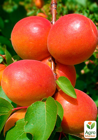 Абрикос "Ерлі Блаш" (літній сорт, ранньостиглий термін дозрівання)