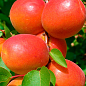 Абрикос "Ерлі Блаш" (літній сорт, ранньостиглий термін дозрівання)