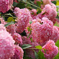 Гортензія деревоподібна "Pink Annabelle"
