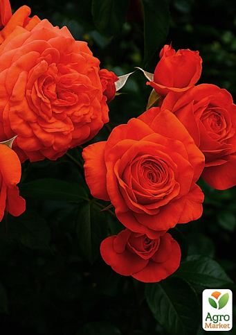 Троянда плетиста "Саліта" (саджанець класу АА+) вищий сорт - фото 2