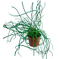 Джункус Спиральный "Juncus effusus Spiralis" купить