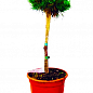 Сосна на штамбе "Парадекиссен"(Pinus uncinata "Paradekissen") С2, высота от 30-50см купить