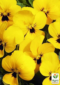 Віола (Viola Cornuta) "Primrose Blotch"7