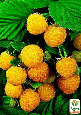 Малина "Ранкова роса" (ремонтантний великоплідний сорт) 1-річний саджанець