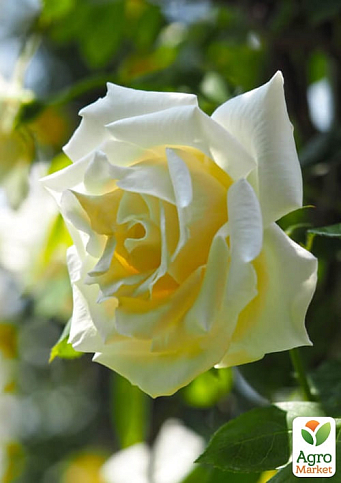 Роза плетистая "Lemon Pillar" - фото 3