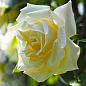 Троянда плетиста "Lemon Pillar" цена
