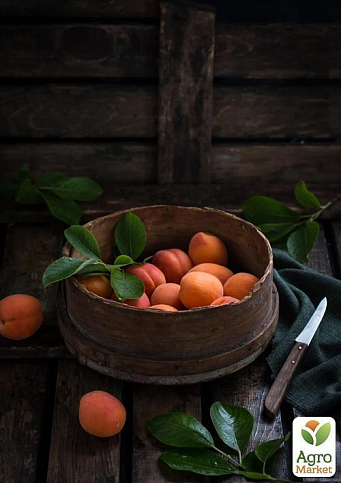 Абрикос "Сатурн" (ранній термін дозрівання) - фото 5