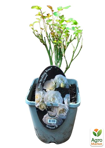 LMTD Роза 2-х летняя "Wedding White" (укорененный саженец в горшке, высота 25-35см) - фото 8