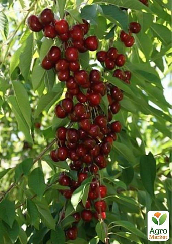 Эксклюзив! Черешня колоновидная рубиново-красная "Хелена" (Helena) (премиальный сочный среднеспелый сорт)