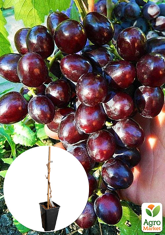 Виноград столовый "Подарок Несветая" (укорененный саженец в контейнере)