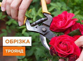 Як правильно обрізати троянди після цвітіння - корисні статті про садівництво від Agro-Market