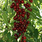 Эксклюзив! Черешня колоновидная рубиново-красная "Хелена" (Helena) (премиальный сочный среднеспелый сорт)